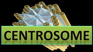 Centrosome  Structure amp Functions In Detailppt [upl. by Aleiram]