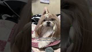 Have you ever come across a shih tzu working as a police dog shihtzulife shihtzu cutedog [upl. by Nerty]