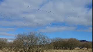 Pinkfooted geese at Loch Leven National Nature Reserve [upl. by Stephens16]