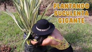 PLANTANDO en el suelo una SUCULENTA GIGANTE super difícil │Candy Bu [upl. by Vas700]