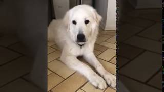 MEET BIGGIE 10 month old Great Pyrenees puppy Apply to adopt  Great Pyrenees Rescue of Atlanta [upl. by Eedebez]