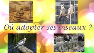 Astuces OÙ ADOPTER SES PERRUCHES   Association éleveur particulier bourses animalerie [upl. by Afira]