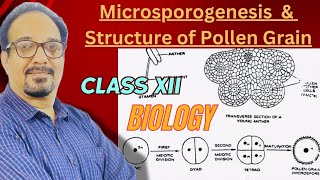 Microsporogenesis in Plantssexual reproduction in flowering plants class 12 ncertcbse neet exams [upl. by Eliath]