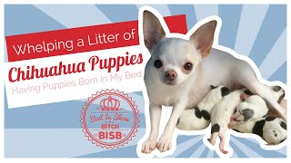 Whelping A Litter of Chihuahua Puppies [upl. by Alaet]