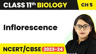 Inflorescence  Morphology of Flowering Plants  Inflorescence Class 11  Biology Class 11 [upl. by Akinyt392]