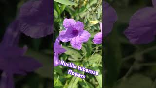 Ruellia tuberosa flowers oldisgold song [upl. by Crellen]