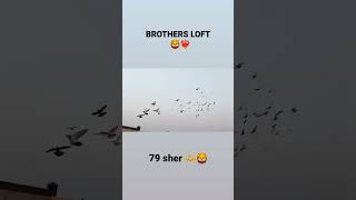 BROTHERS LOFT BAREILLY ❤️‍🔥 youtubeshorts pigeonlover kabutarbazi trending viralshorts love [upl. by Rehpitsirhc]