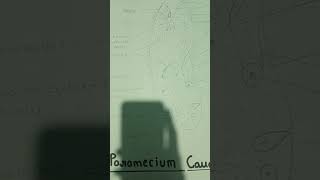 Structure of Paramecium biology bsc shortvideo trending trendingshorts trend viralvideo [upl. by Teria]