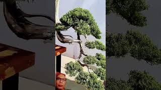 Bonsai unik cantik metal music bonsaiunikSenibonsaiunik [upl. by Amarillis]