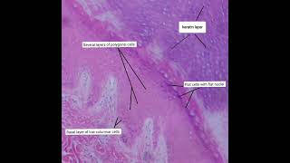 Stratified Squamous Keratinized epithelium under light microscope [upl. by Slrahc]