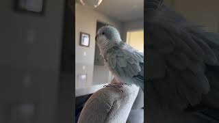 I filmed this last week before Auggie plucked some of her new feathers parrot bird rescue quaker [upl. by Valerle328]