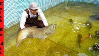 RARE AROWANA FISH is BACK in POOL [upl. by Bamberger643]