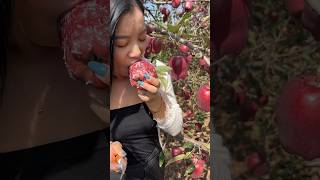 Eating apple fruit so sweet fresh with beautiful natural fruit farm life yummy 2024 satisfying [upl. by Osmo946]