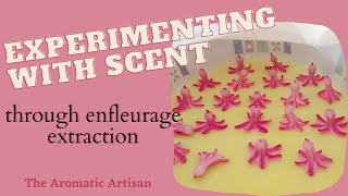 WinterSpring Extractions for Enfleurage Perfume [upl. by Evelunn]