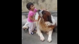 Do Saint Bernard attack kids   By Baadal Bhandaari Pathankot 9878474748 [upl. by Carlota]