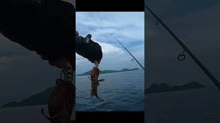 Ikan kerapu karang dangkal fishing anglerlampung mancing castingkarangdangkal angler shimano [upl. by Nairret]