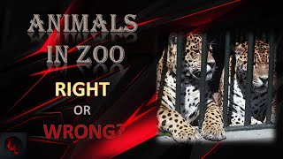 Is it right to keep animals in Zoo  Debate4  The Debate Club [upl. by Gupta310]