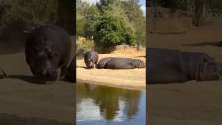 Hippos Relaxing Video 2 [upl. by Roht]