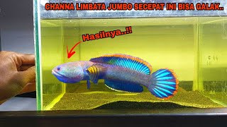 Cara Melatih Ikan Channa Limbata Biar Galak  Perawatan Ikan Channa Limbata Hasil Mancing [upl. by Nahsin68]