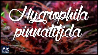 Aufsitzer amp Stängelpflanze in Einem Hygrophila pinnatifida  AquaOwner [upl. by Iridis]