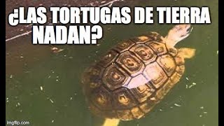 ¿las tortugas de tierra nadan [upl. by Ynoep]