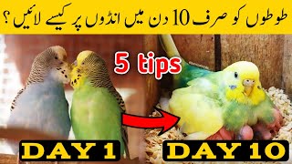 Austalian parrots breeding tips in urdu  Budgies Breeding progress  Breeding Tips for budgies [upl. by Ajram]