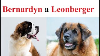 BERNARDYN a LEONBERGER porównanie psów [upl. by Eelrebmyk]