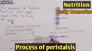 Process Of Peristalsis  Swallowing  Class 11 Biology [upl. by Htaek]