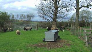 Bouncing Shetland Lambs [upl. by Arracahs962]