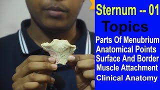 Sternum Demonstration Manubrium  Made Easy  Bangla  Square DOC [upl. by Gies]