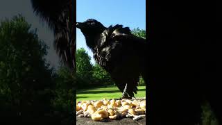 Grackle scares off a starling and talks to their friend [upl. by Roice330]