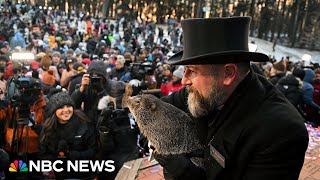 Watch Punxsutawney Phil make 2024 Groundhog Day prediction  NBC News [upl. by Rothberg]