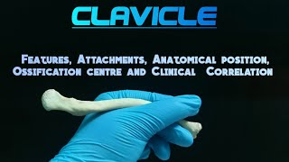 CLAVICLE  OSTEOLOGY🩺  1st Year MBBS⚕  Exam and Viva Oriented🤍  Quick Revision [upl. by Carolan]