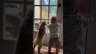 Dogs and babies part 45 dogsandbabies adorablepetmoments puppyshorts dogsandchildren [upl. by Badr]