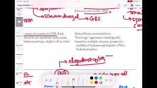 Oligodendrocytes neurology 19  First Aid USMLE Step 1 in UrduHindi [upl. by Alliuqa927]