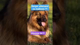 Berger allemand ou malinois [upl. by Ettezel]