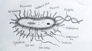 How to draw a bacteria easybacteria drawingdraw and label bacterial structure [upl. by Doughty]