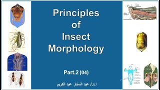 اساسيات مورفولوجيا الحشرات الجهاز العصبى وأعضاء الحس الجزء الثانى [upl. by Lyram]