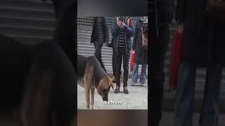 Dieser Hund hat seinen Platz wochenlang nicht verlassen ❤️ [upl. by Lolanthe302]