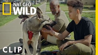 Kobe Gets Aggressive  Cesar Millan Better Human Better Dog [upl. by Itnaihc]