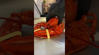 LOBSTER ROLL lobster lobsterroll greenpoint cookingwithclams recipe youtubehighfive [upl. by Nwahsiek260]