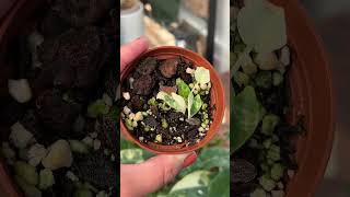 Alocasia corm update🥰 houseplants plants indoorplants gardening plantcare propagation garden [upl. by Susana153]