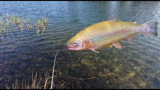 Rainbow Trout fishing at Rowville lakes  Goldfish catch [upl. by Moffitt]