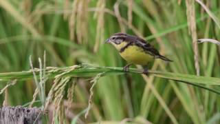 Yellow breasted Bunting [upl. by Mogerly]