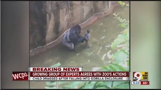 MU primatologist joins growing list of experts defending zoos decision to kill gorilla [upl. by Storz821]