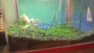 How to Grow Aquarium Plants from Seeds A StepbyStep Guide [upl. by Annoya]