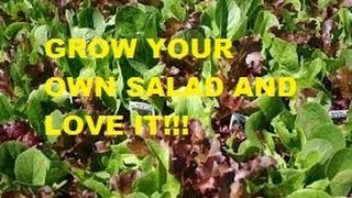 HOW TO GROW MIXED SALAD GREENS FROM SEEDS [upl. by Koran]