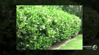 Ligustrum  garden plants [upl. by Htilil]