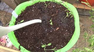 Transplanting Carnation Seedlings What Happens If Your Seedlings Get Too Cold [upl. by Adev]