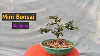 Ngasidi Bonsai oi tourase  Mini Bonsai  Fukien Tea  Manipur [upl. by Etsirhc55]